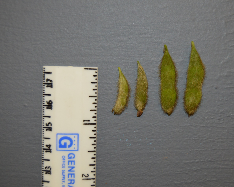 soybean fig9png